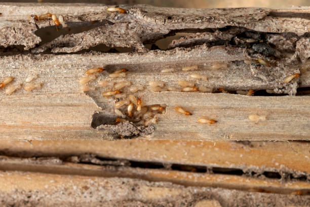 Best Termite Control Services  in Vineyard, UT