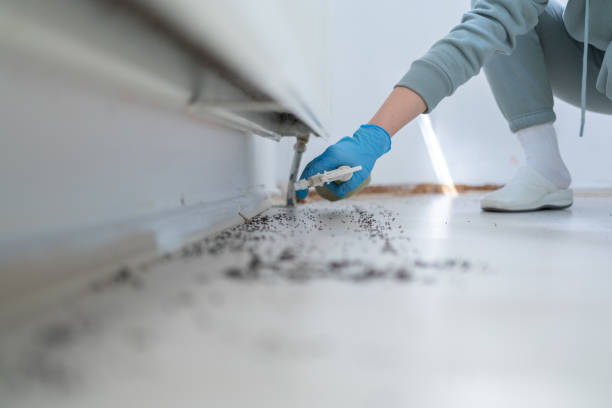 Best Bed Bug Extermination  in Vineyard, UT